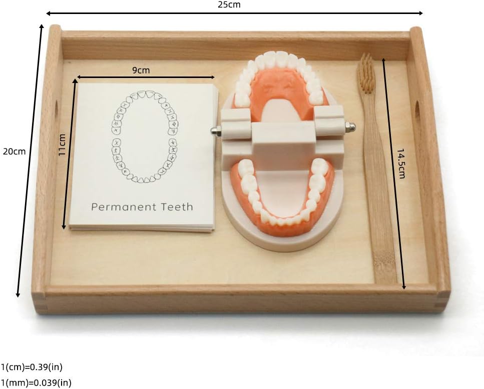 Aprendizaje Montessori Cepillado De Dientes